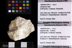 Foto (Objket + Etiketten) von Isopoda indet. 